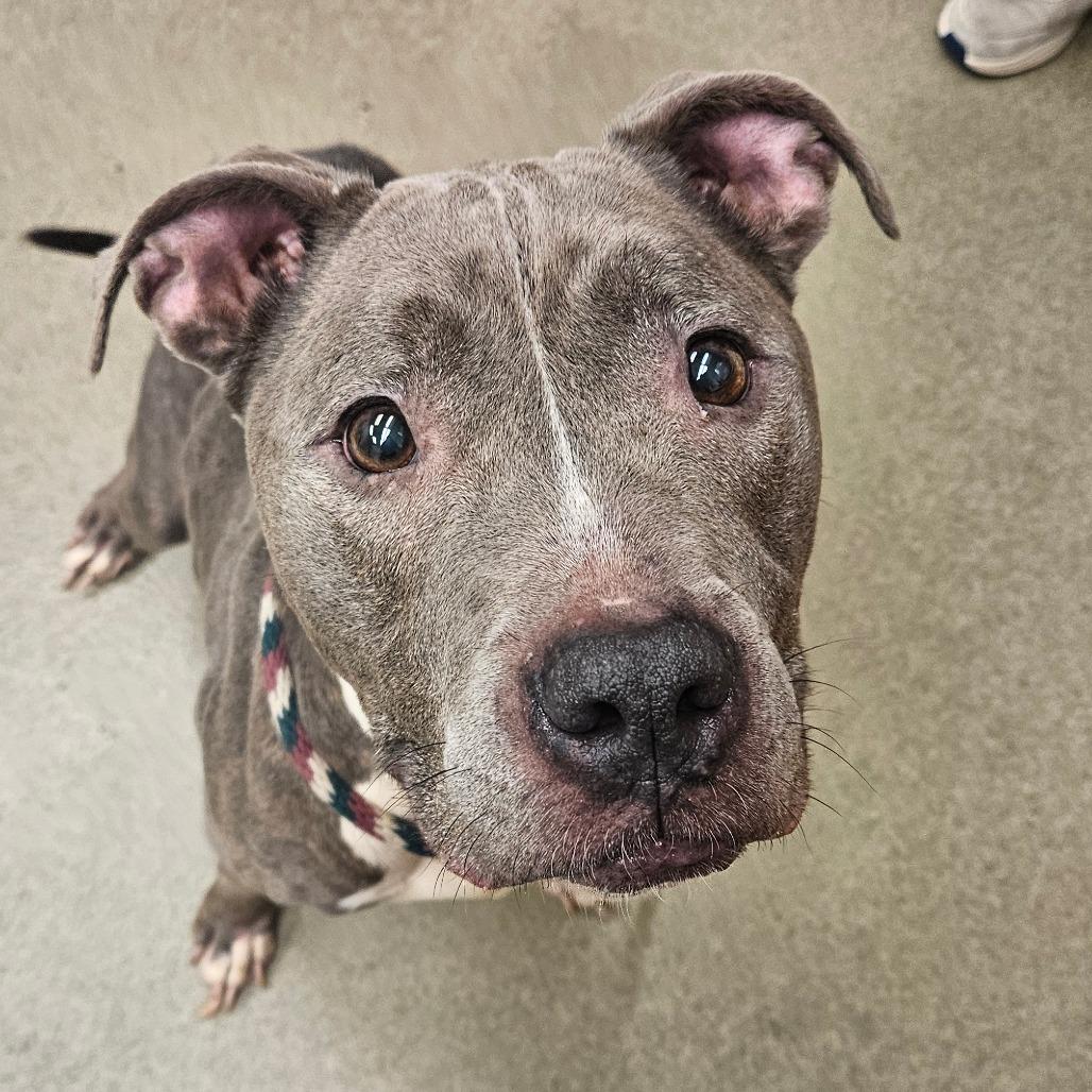 Enlarge Zeus, a Adoptable Pit Bull Terrier in Birdsboro, PA image 1/3