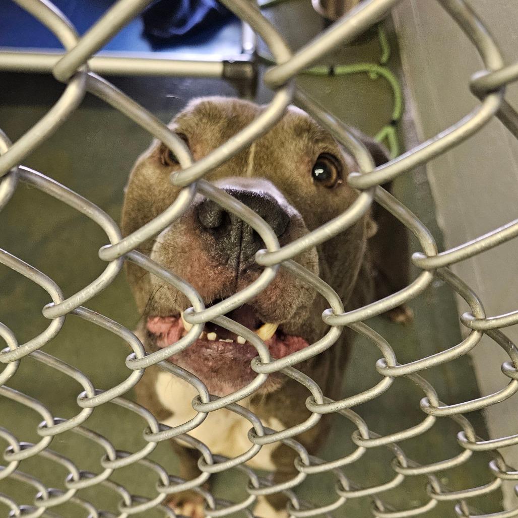 Enlarge Zeus, a Adoptable Pit Bull Terrier in Birdsboro, PA image 2/3