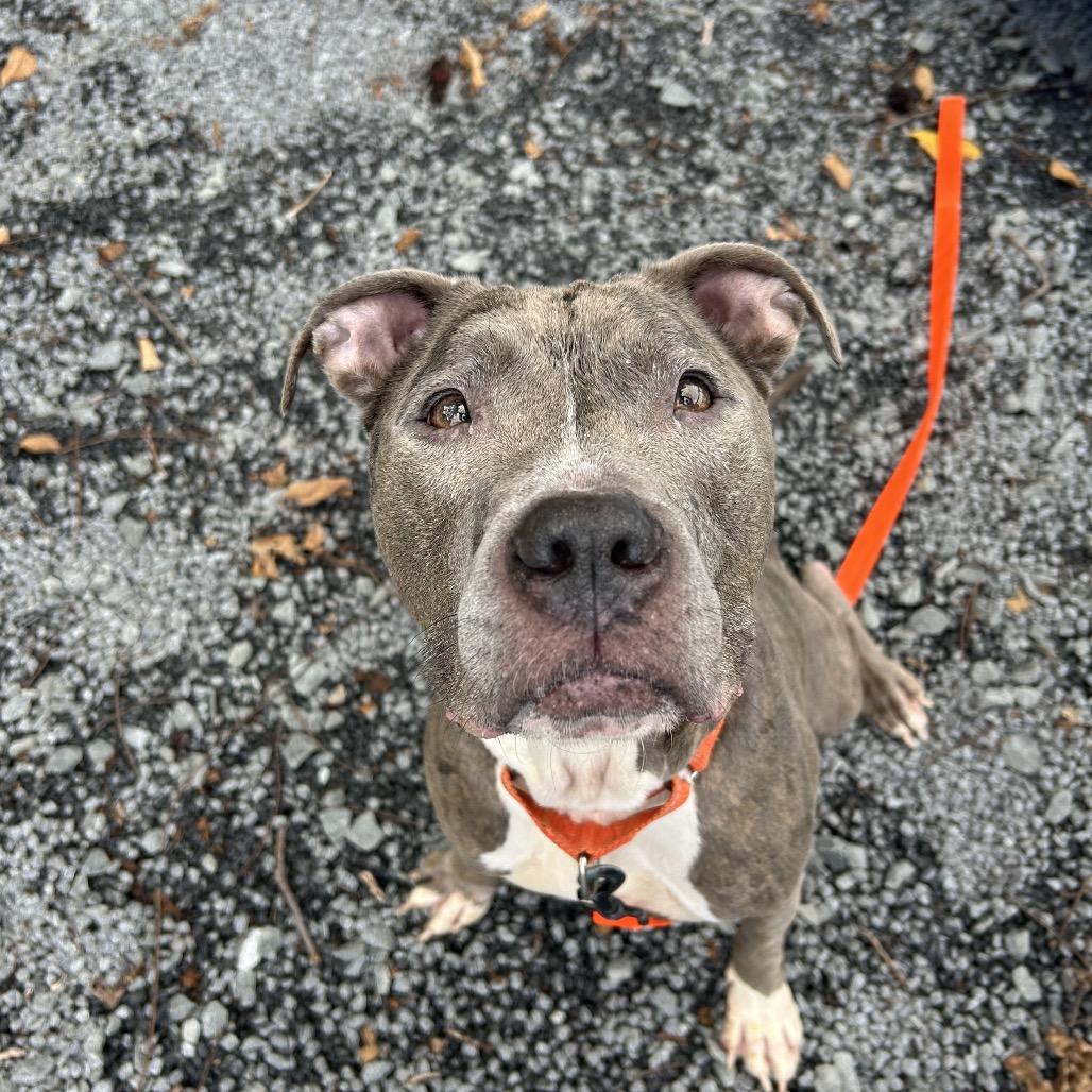 Enlarge Zeus, a Adoptable Pit Bull Terrier in Birdsboro, PA image 3/3