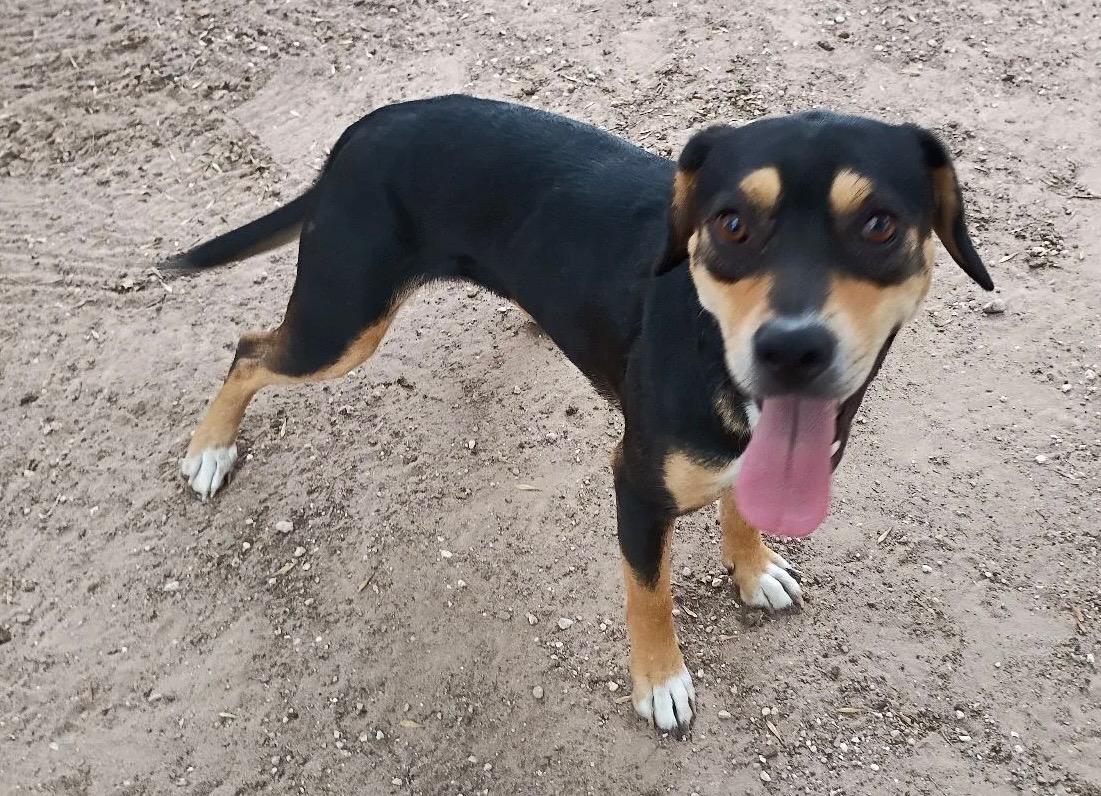 Enlarge Gwen, a Adoptable mixed breed in Burnsville , MN image 2/4