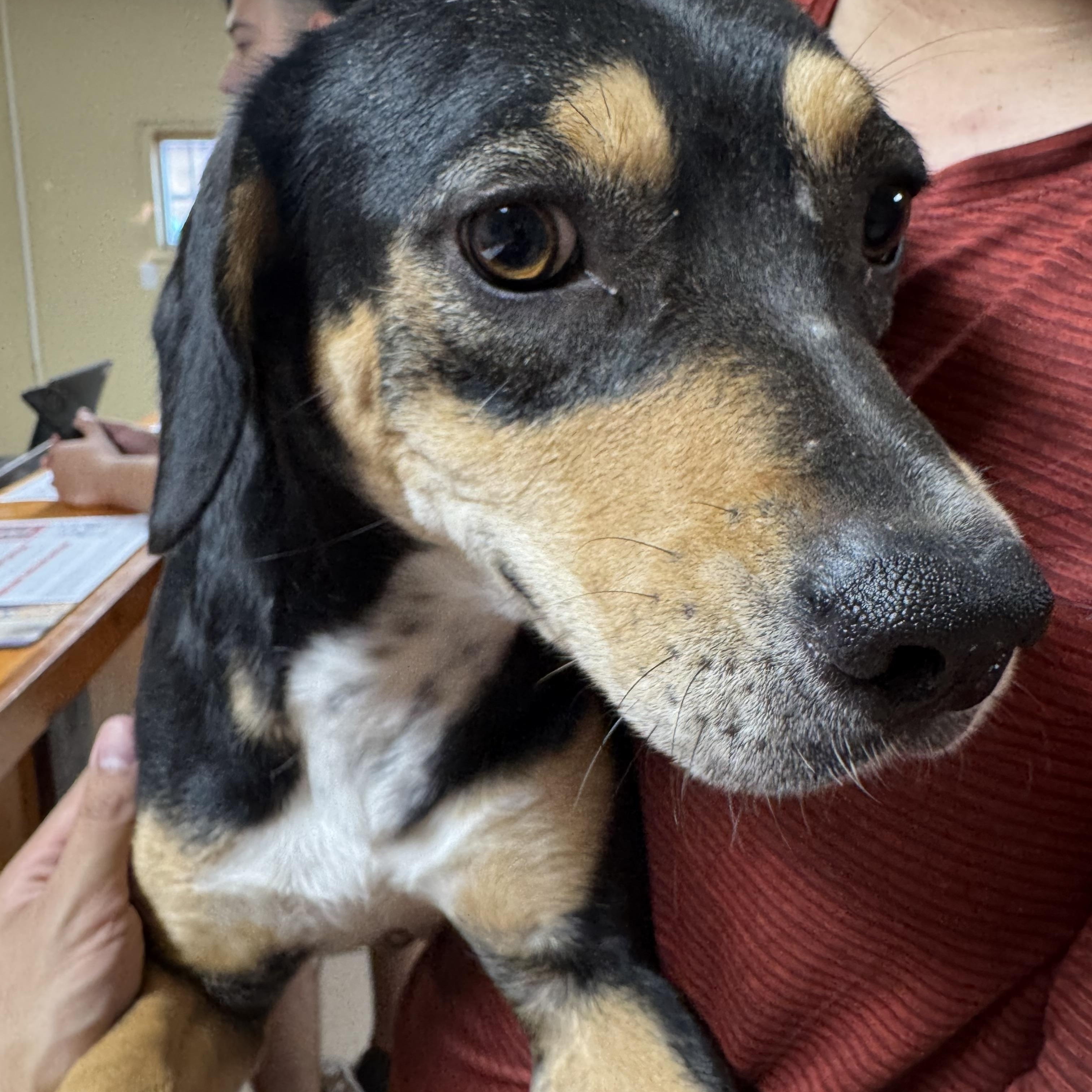 Enlarge Gwen, a Adoptable mixed breed in Burnsville , MN image 1/4