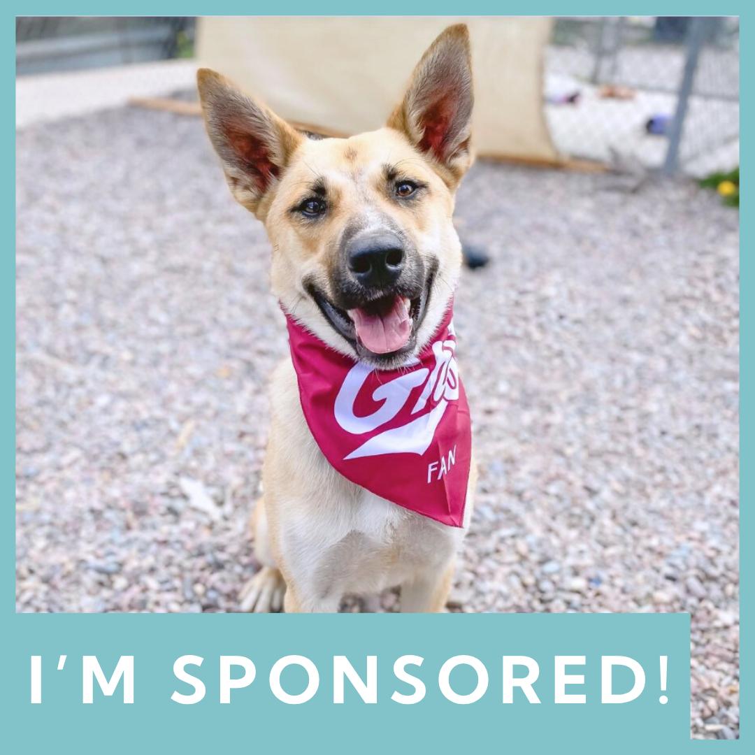 Kendrick, an adoptable Shepherd in Missoula, MT, 59808 | Photo Image 1