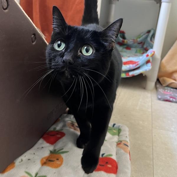 Enlarge Bobby, a Adoptable mixed breed in Silverdale, WA image 1/1