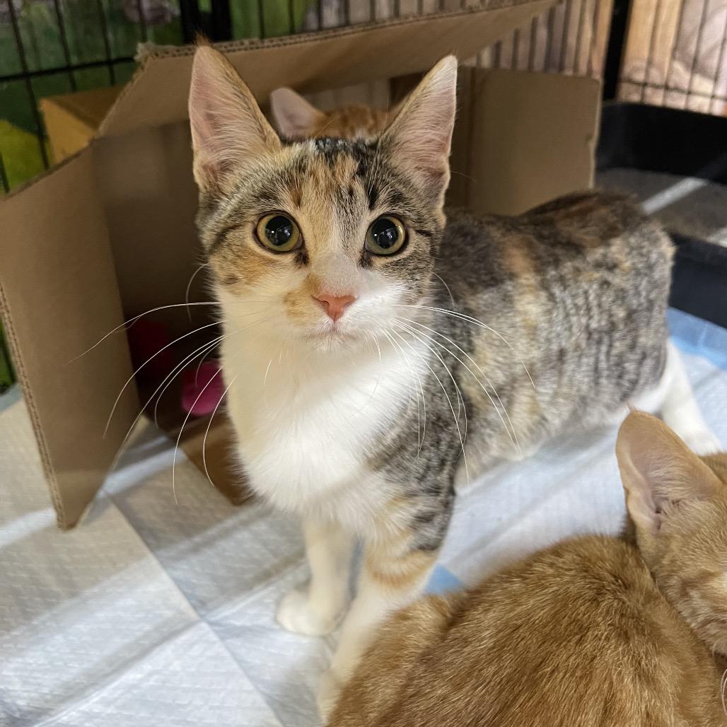 Ophelia, Adoptable, Young Female Domestic Short Hair.