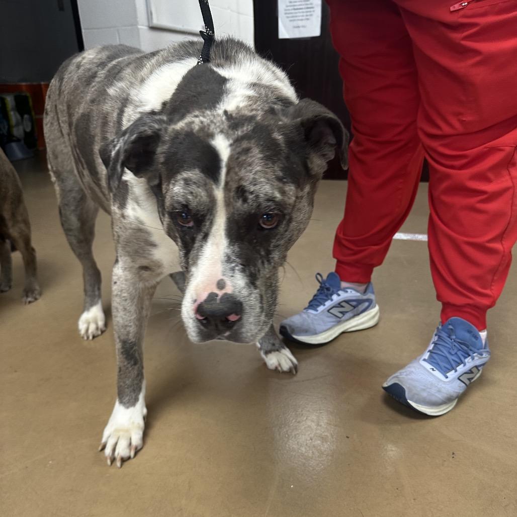 Jasper(BONDED WITH JASMINE), Adoptable, Adult Male Mixed Breed.