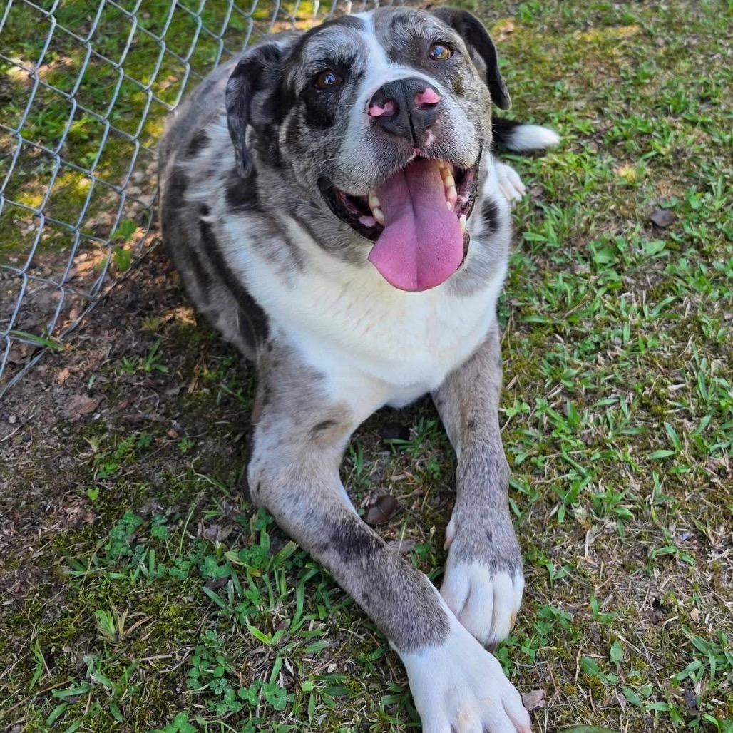 Jasper(BONDED WITH JASMINE), a Adoptable Mixed Breed in Gadsden, AL image 2/6