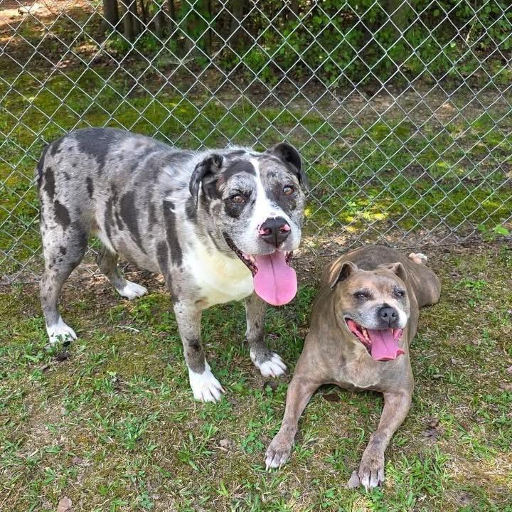 Jasper(BONDED WITH JASMINE), a Adoptable Mixed Breed in Gadsden, AL image 3/6
