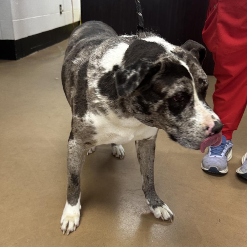 Jasper(BONDED WITH JASMINE), a Adoptable Mixed Breed in Gadsden, AL image 4/6