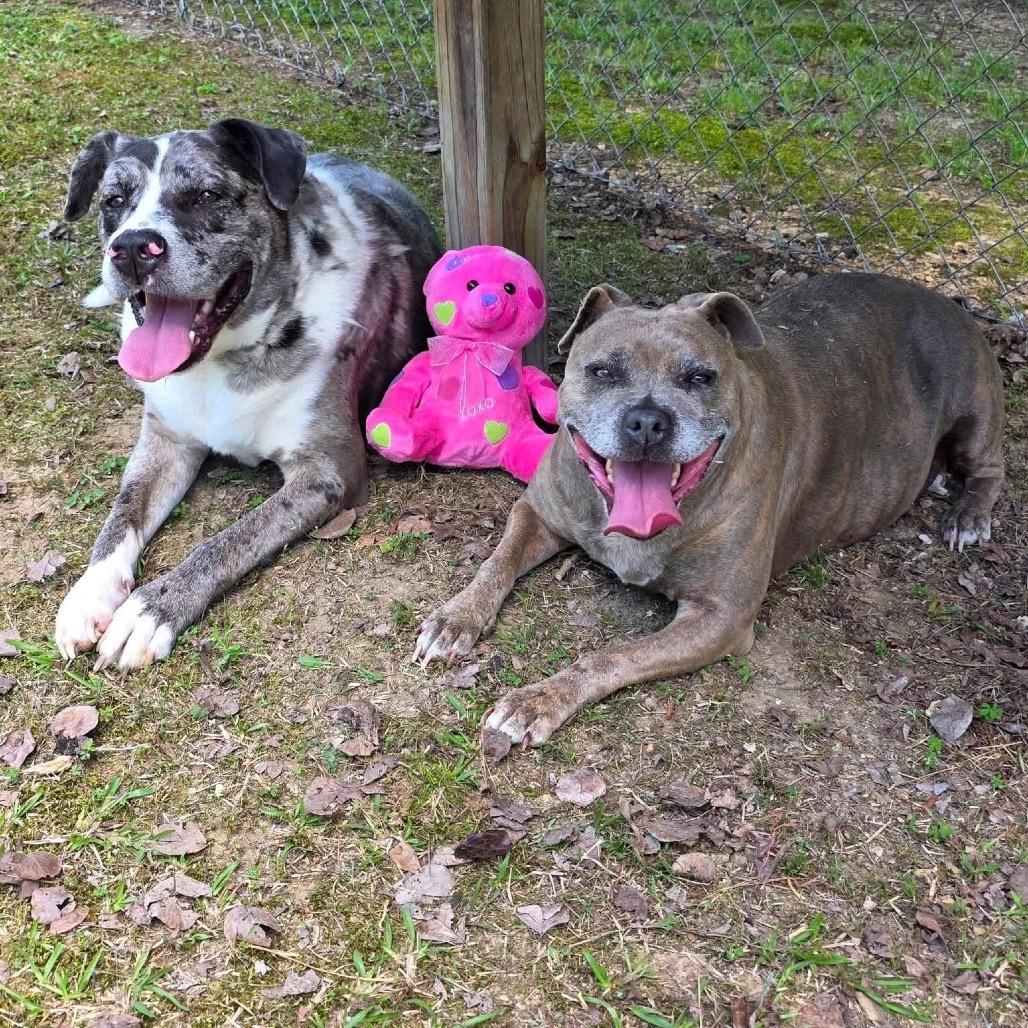 Jasper(BONDED WITH JASMINE), a Adoptable Mixed Breed in Gadsden, AL image 5/6