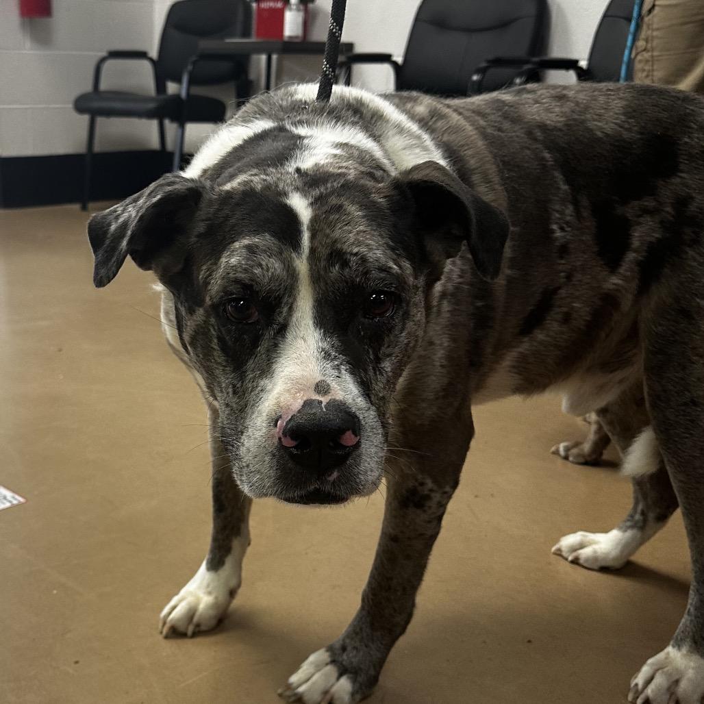 Jasper(BONDED WITH JASMINE), a Adoptable Mixed Breed in Gadsden, AL image 6/6