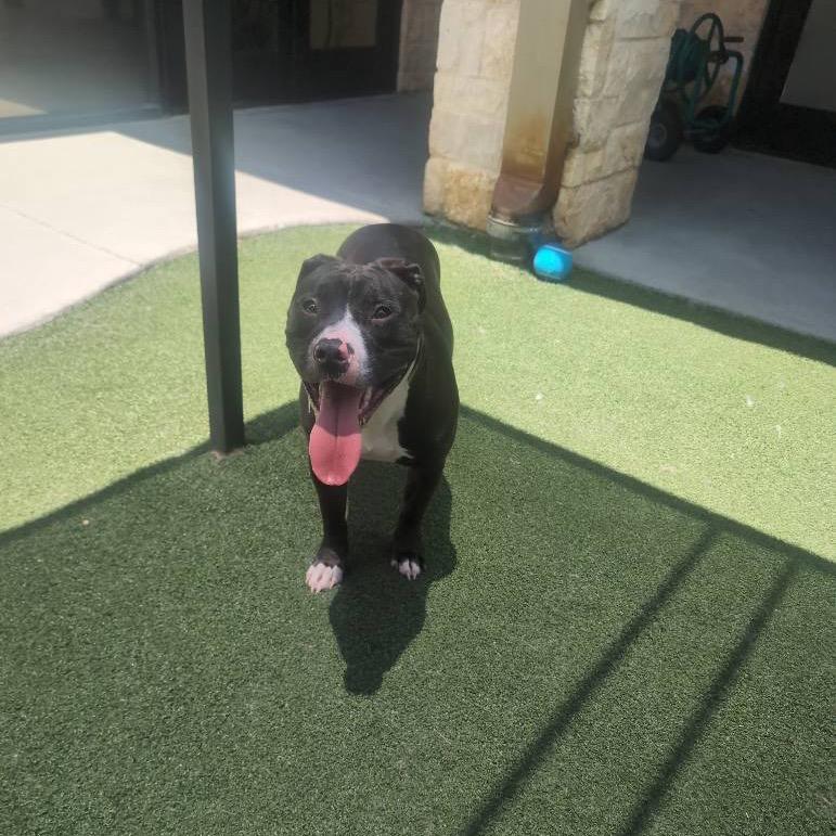 Snookie, Adoptable, Adult Female Terrier.