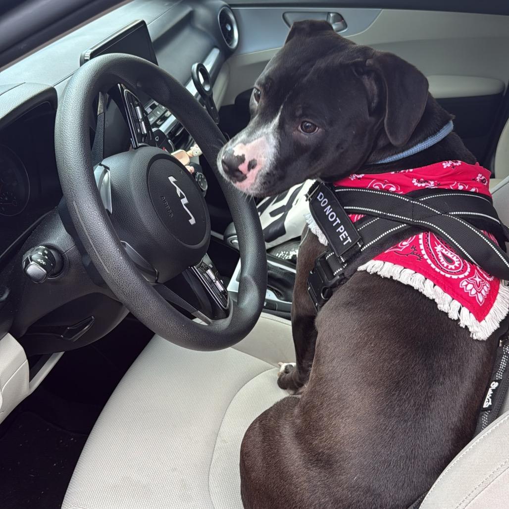 Enlarge Snookie, a Adoptable Terrier in Dallas, TX image 2/6
