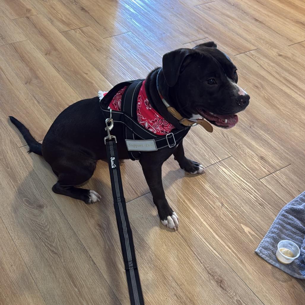 Enlarge Snookie, a Adoptable Terrier in Dallas, TX image 4/6
