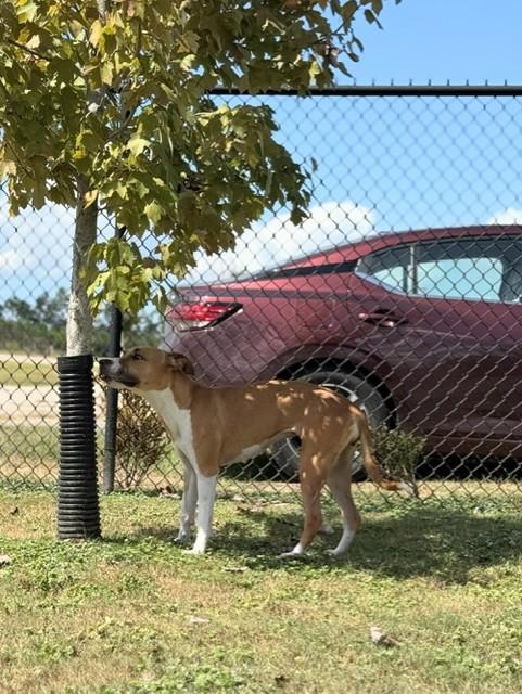 LUCKY, Adoptable, Young Female Boxer.