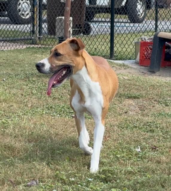 Enlarge LUCKY, a Adoptable mixed breed in Lynn Haven, FL image 2/5