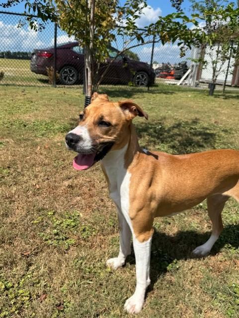 Enlarge LUCKY, a Adoptable mixed breed in Lynn Haven, FL image 3/5