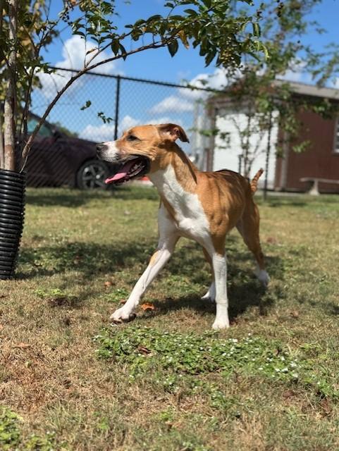 Enlarge LUCKY, a Adoptable mixed breed in Lynn Haven, FL image 4/5