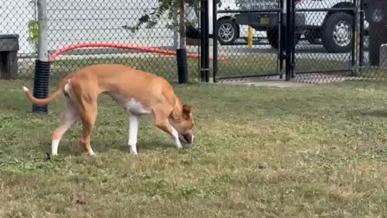 Enlarge LUCKY, a Adoptable mixed breed in Lynn Haven, FL video 5/5