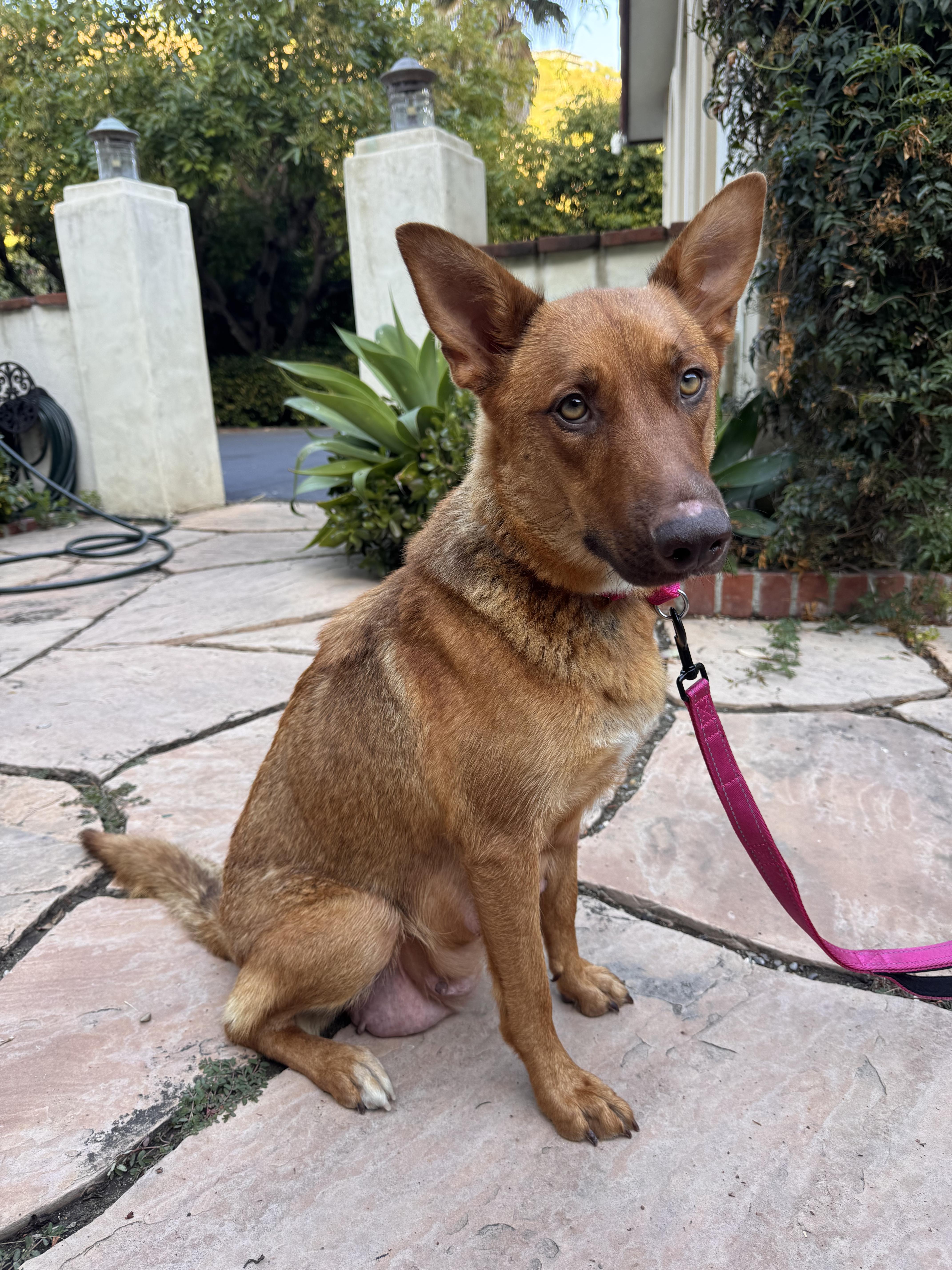 Colorado Dallas Memphis, a ADOPTABLE mixed breed in Santa Barbara, CA image 5/5