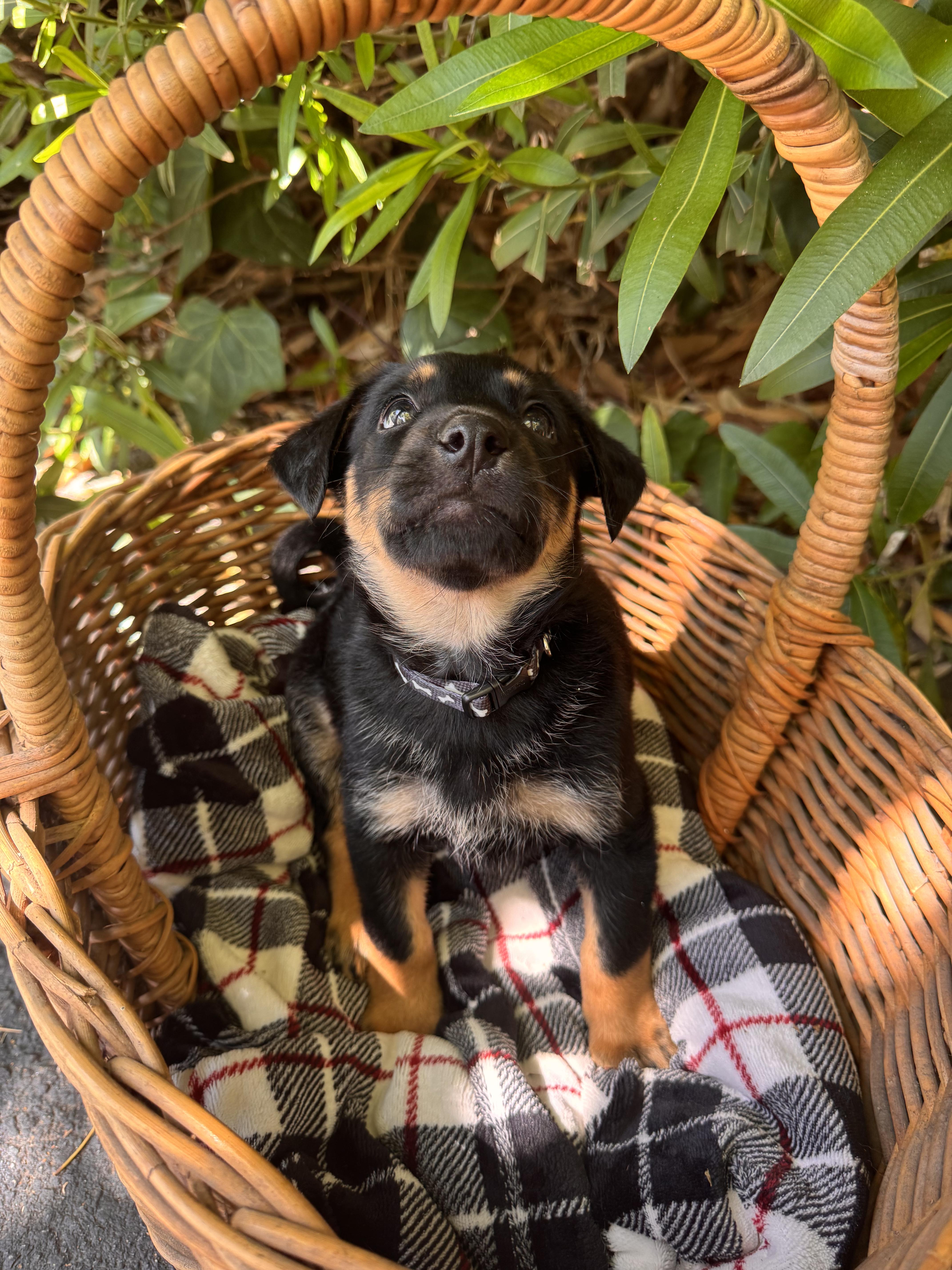 Colorado Dallas Memphis, a ADOPTABLE mixed breed in Santa Barbara, CA image 3/5