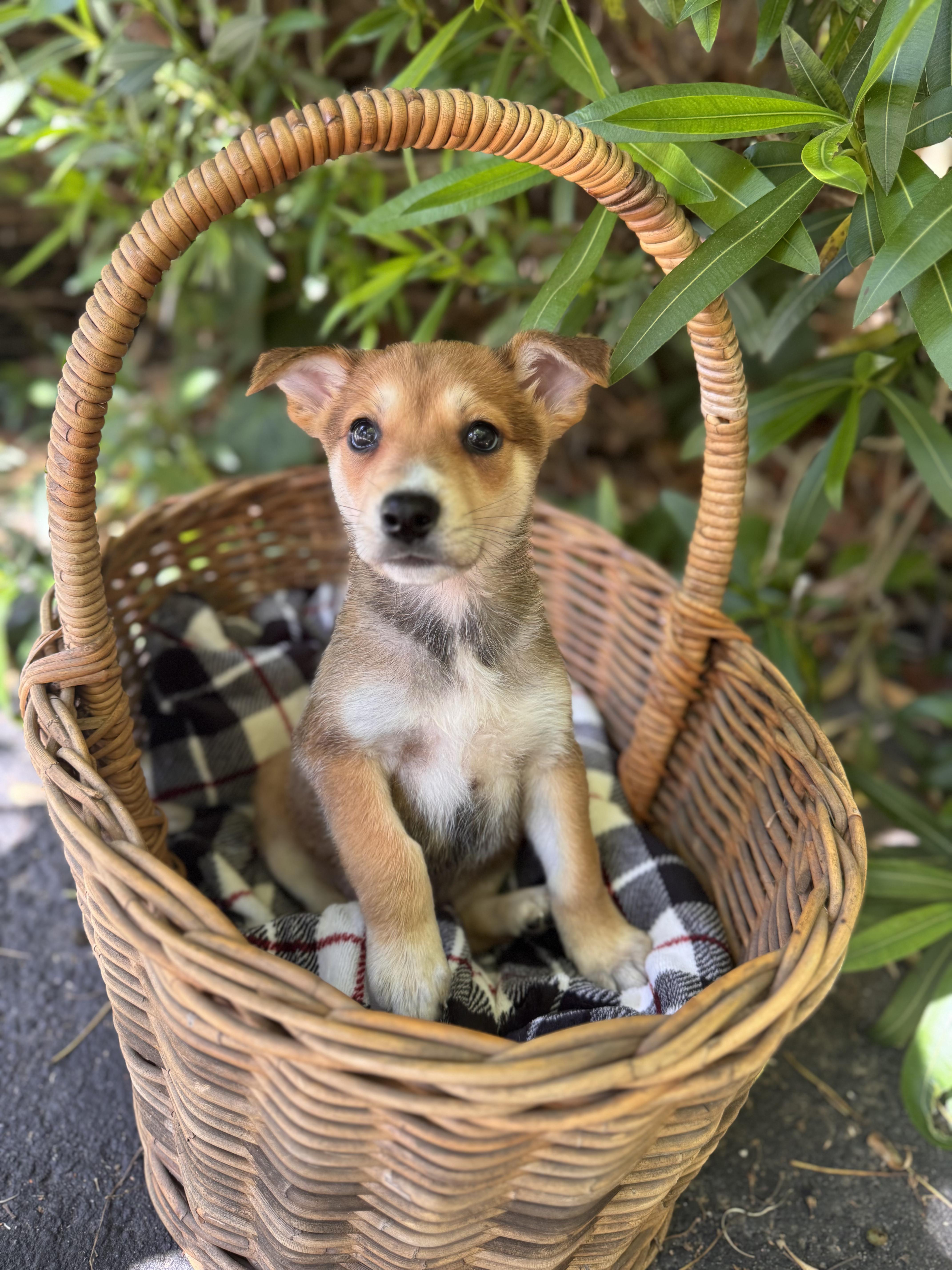 Colorado Dallas Memphis, ADOPTABLE, Puppy Male German Shepherd Dog.