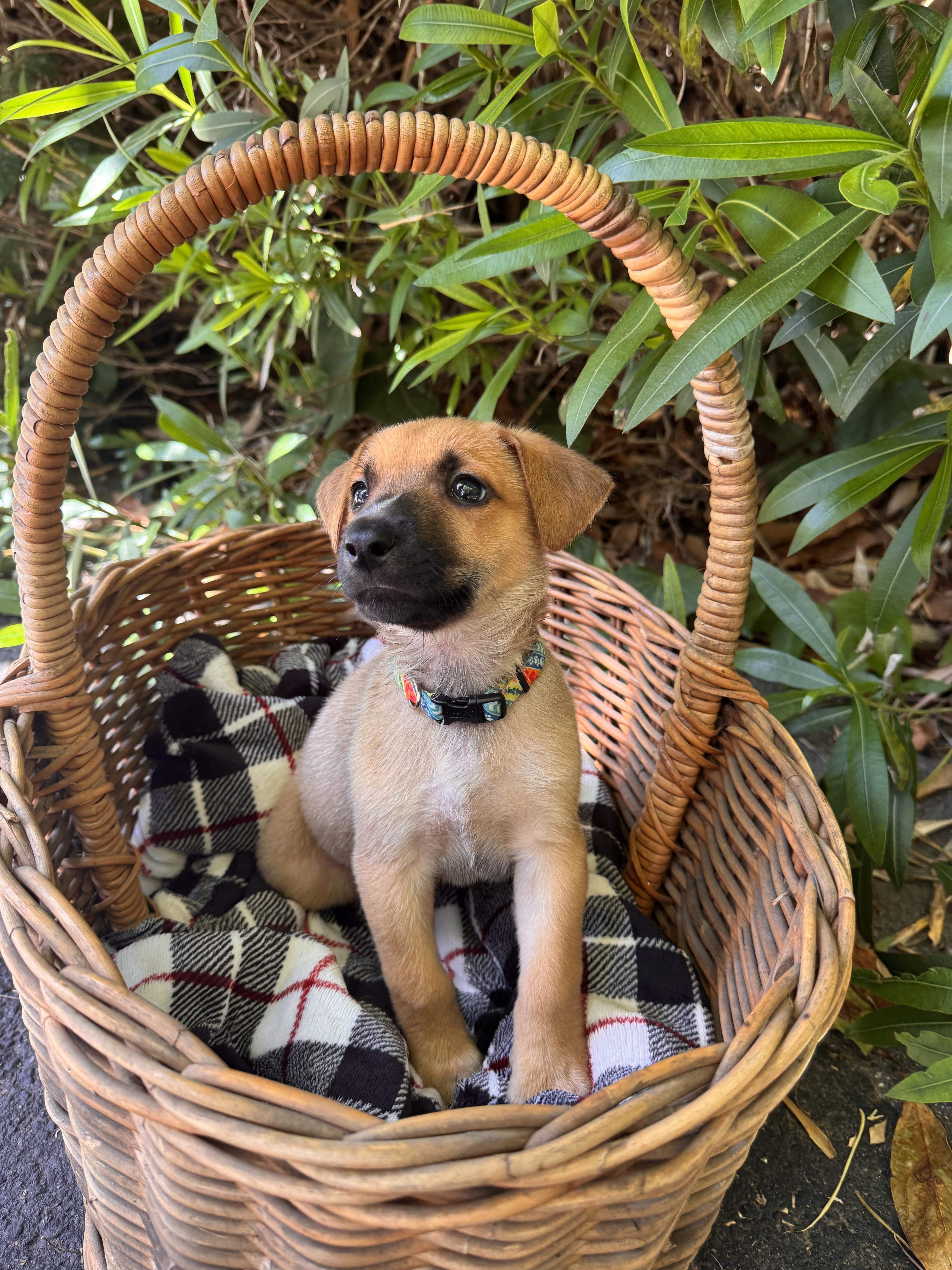 Colorado Dallas Memphis, a ADOPTABLE mixed breed in Santa Barbara, CA image 2/5