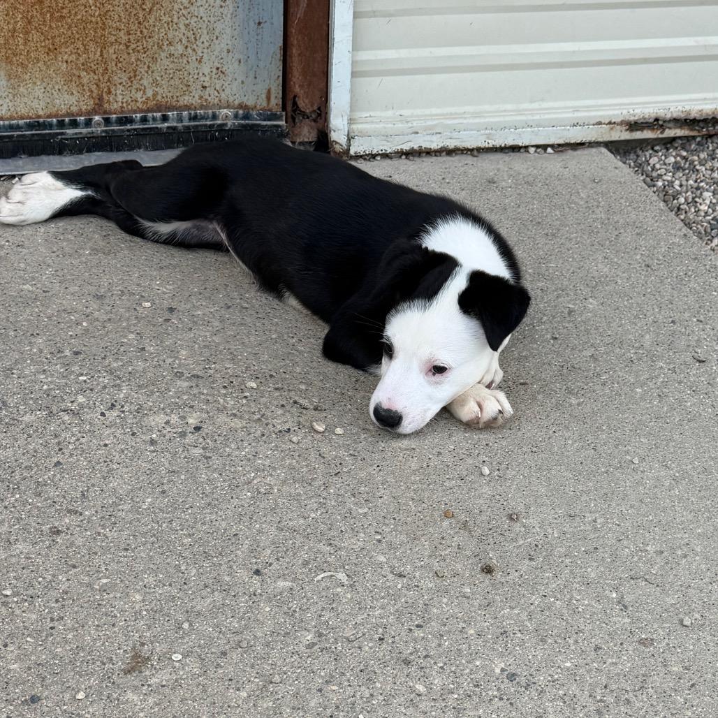 Syss, Adoptable, Puppy Female Pit Bull Terrier & Mixed Breed.