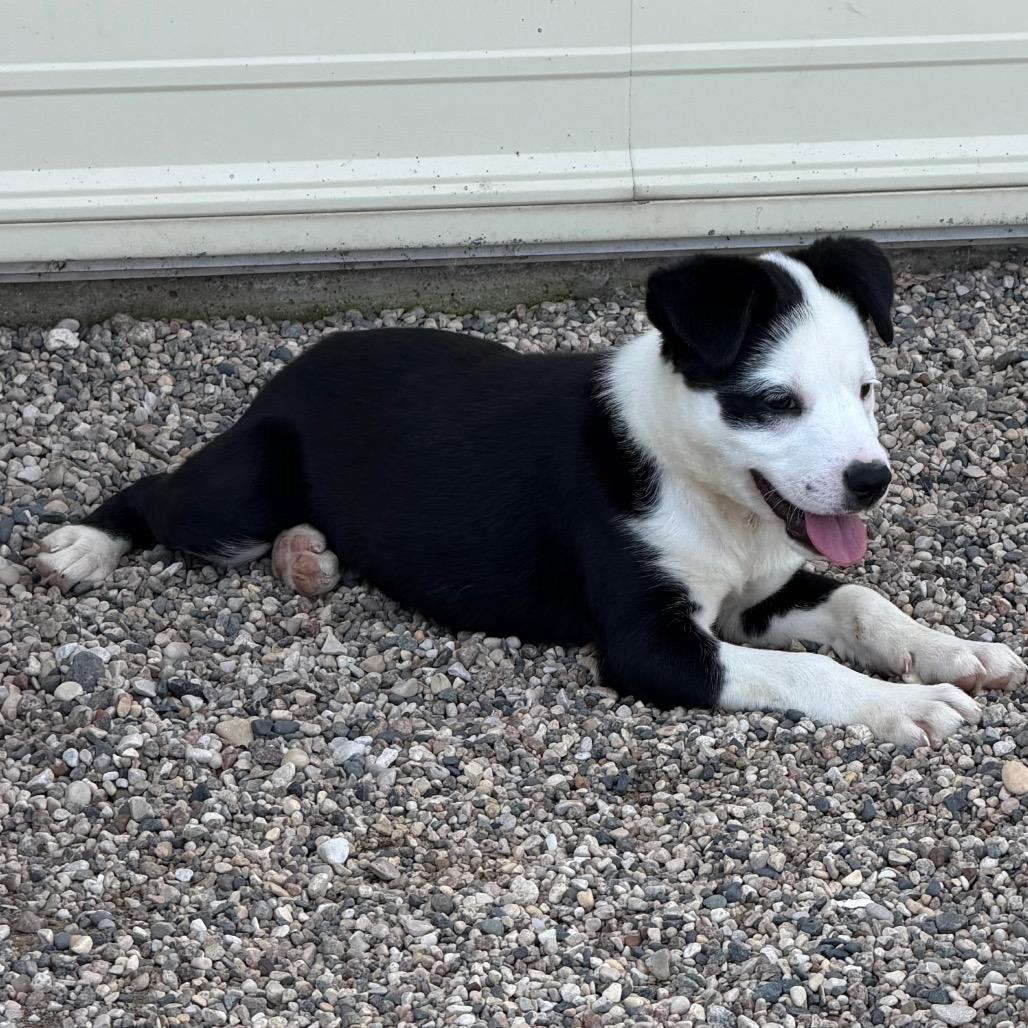 Enlarge Syss, a Adoptable mixed breed in Detroit Lakes, MN image 2/6