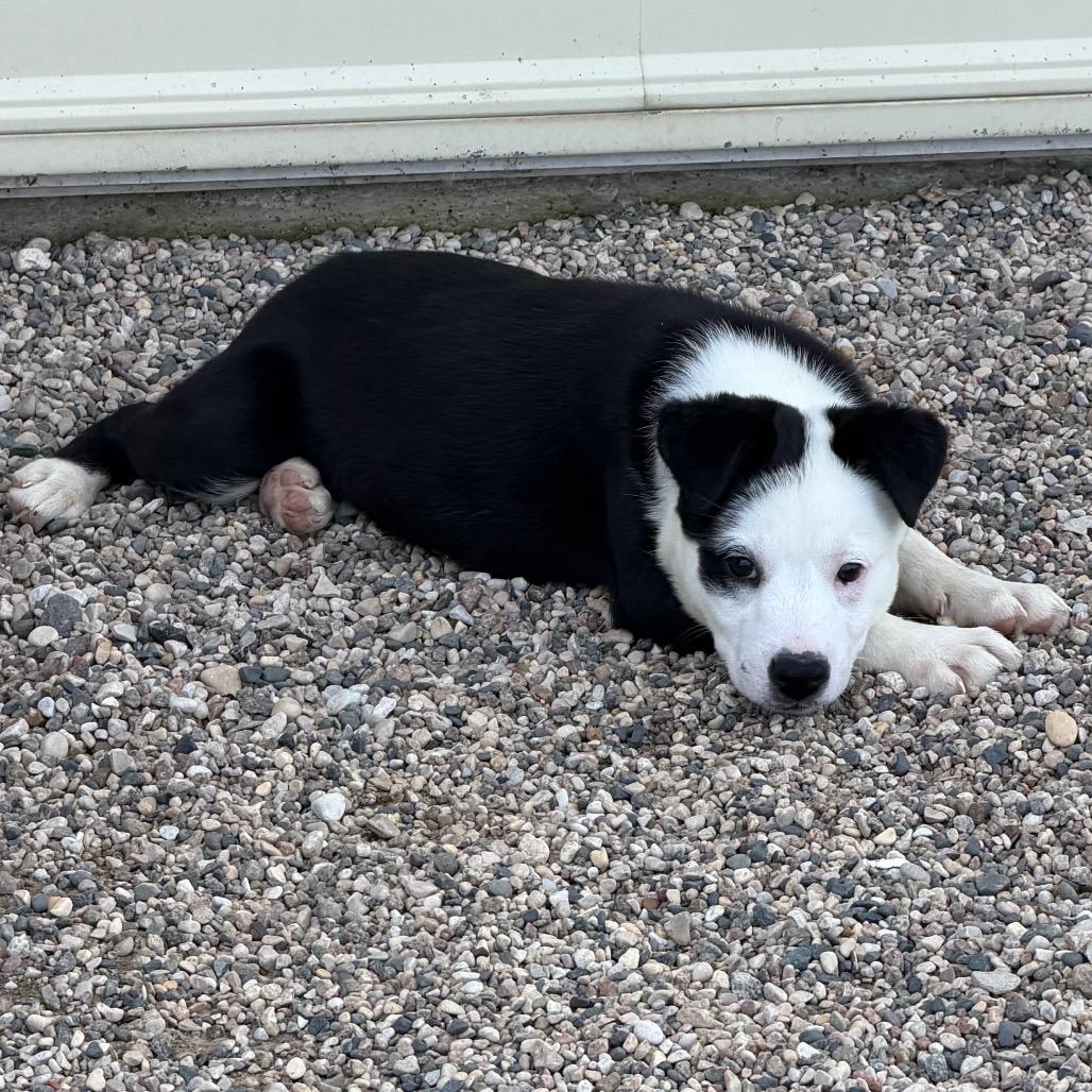 Enlarge Syss, a Adoptable mixed breed in Detroit Lakes, MN image 3/6