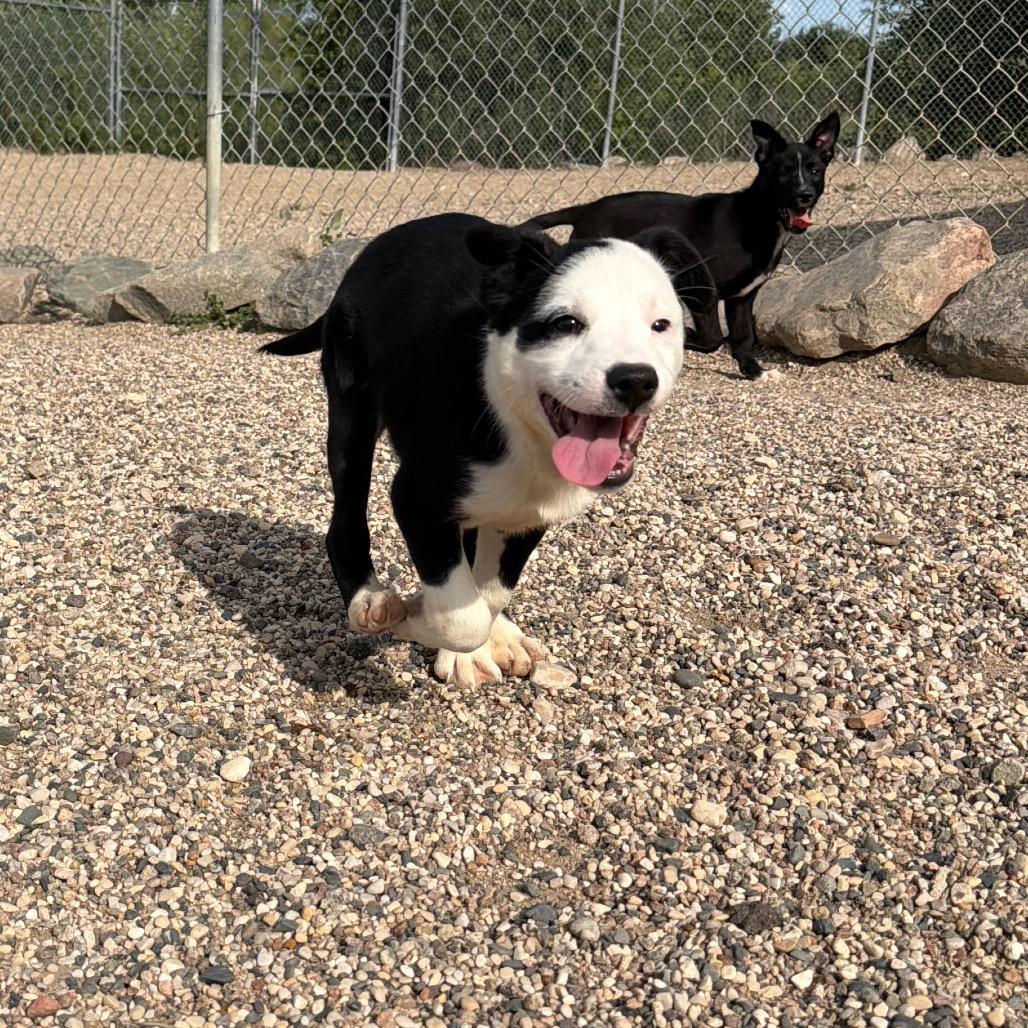 Enlarge Syss, a Adoptable mixed breed in Detroit Lakes, MN image 4/6
