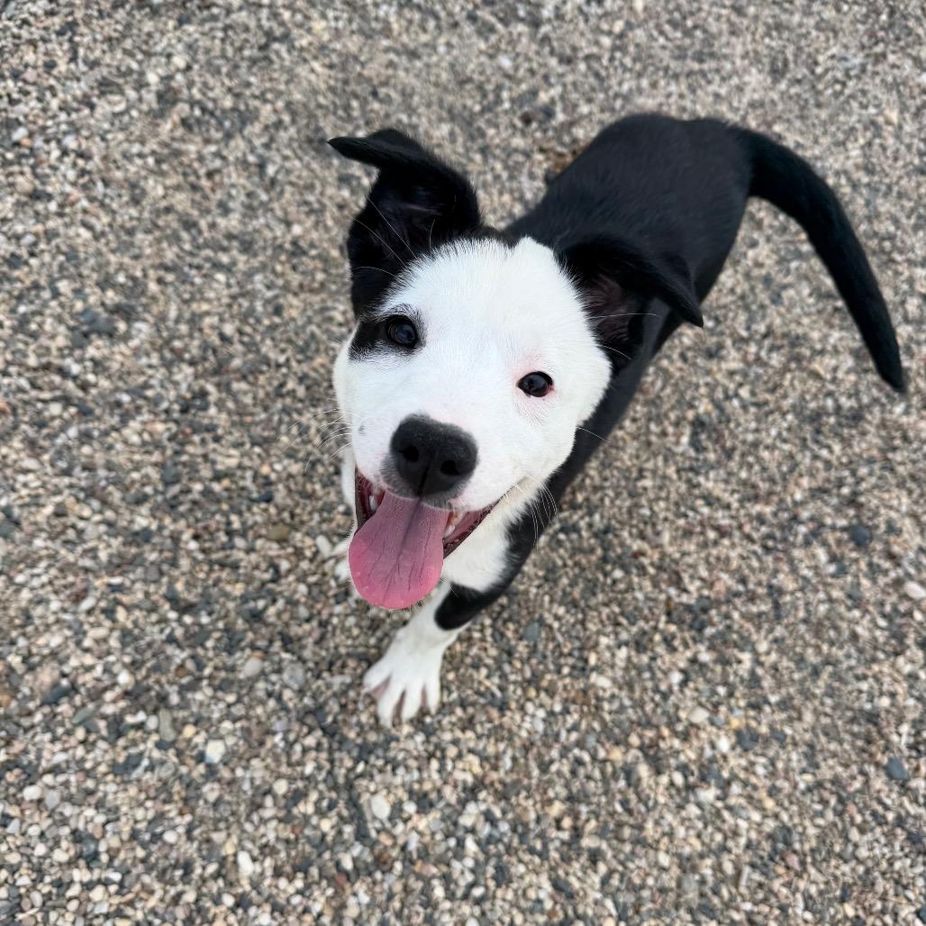 Enlarge Syss, a Adoptable mixed breed in Detroit Lakes, MN image 5/6