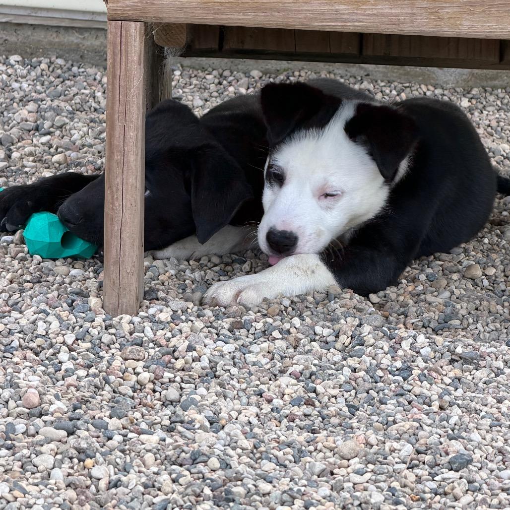 Enlarge Syss, a Adoptable mixed breed in Detroit Lakes, MN image 6/6
