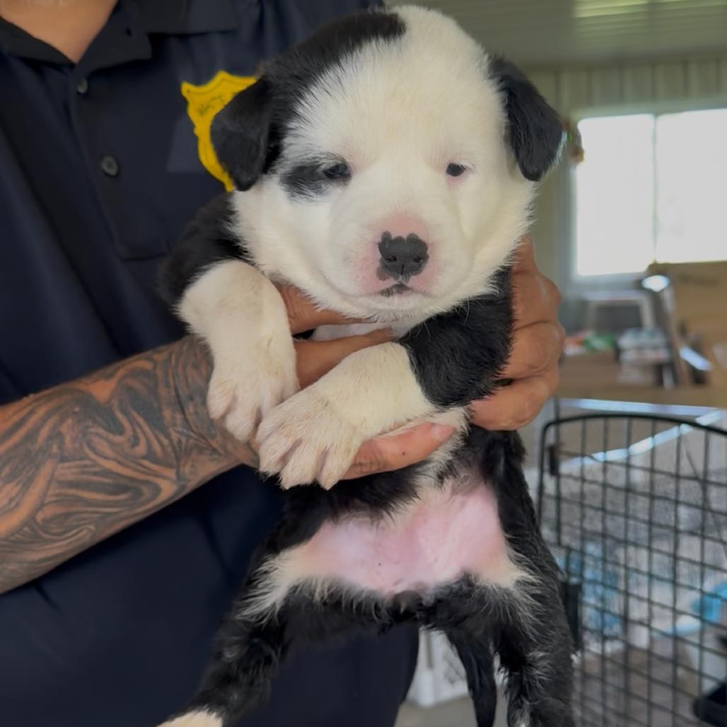 Enlarge Syss, a Adoptable mixed breed in Detroit Lakes, MN image 1/1
