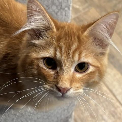 Enlarge Bear, a Adoptable Domestic Medium Hair in Stockholm, WI image 3/6