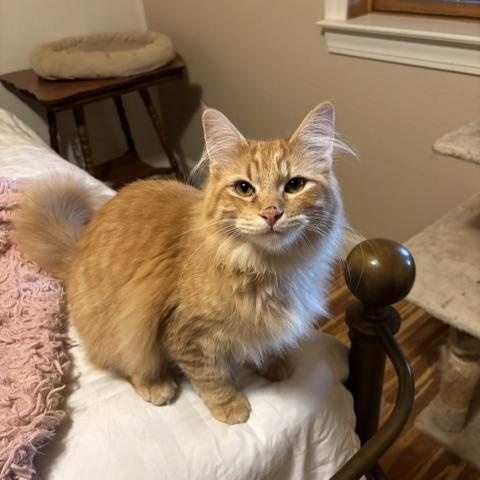 Enlarge Bear, a Adoptable Domestic Medium Hair in Stockholm, WI image 5/6