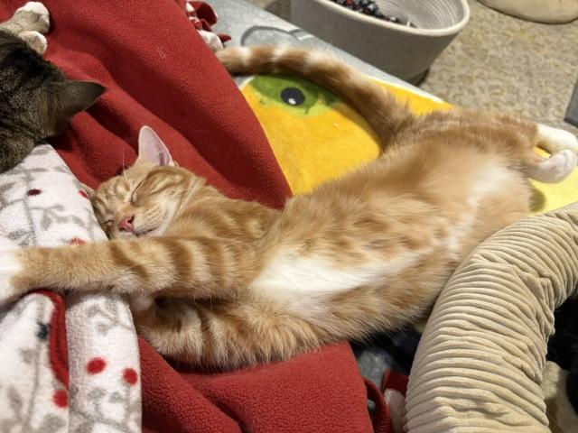 Enlarge Bear, a Adoptable Domestic Medium Hair in Stockholm, WI image 2/6