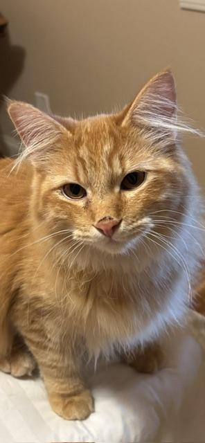 Enlarge Bear, a Adoptable Domestic Medium Hair in Stockholm, WI image 4/6