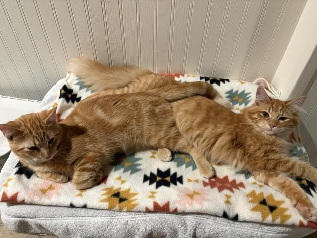 Enlarge Bear, a Adoptable Domestic Medium Hair in Stockholm, WI image 6/6