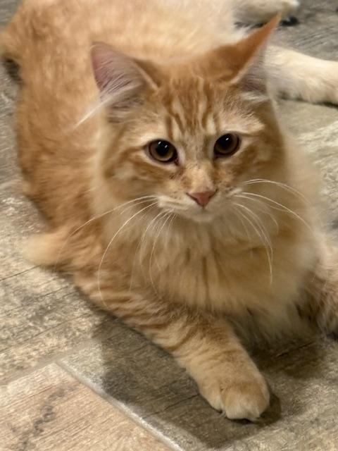 Enlarge Bear, a Adoptable Domestic Medium Hair in Stockholm, WI image 1/6