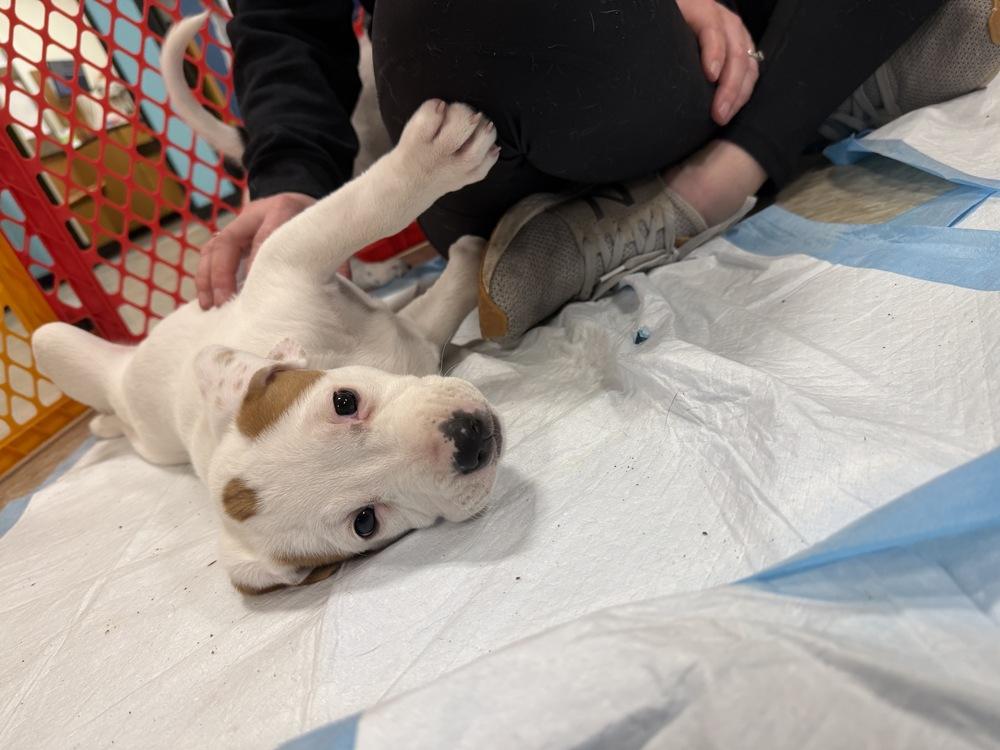 Ashley (Myra’s Mini’s 2026), a Adoptable mixed breed in Wenonah, NJ image 2/6