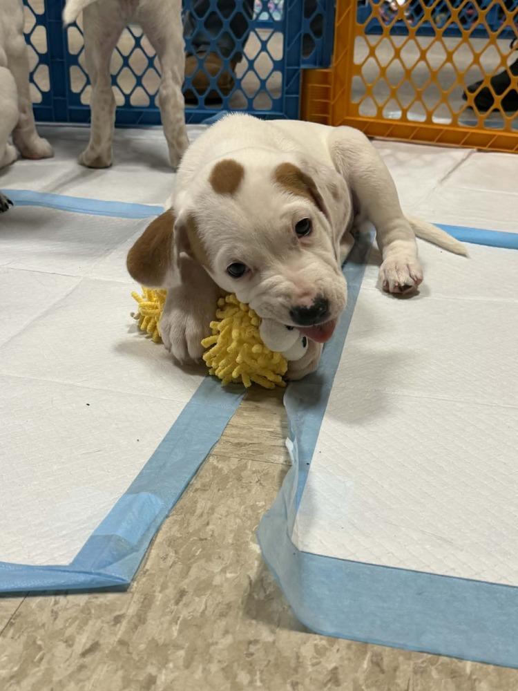 Ashley (Myra’s Mini’s 2026), a Adoptable mixed breed in Wenonah, NJ image 3/6