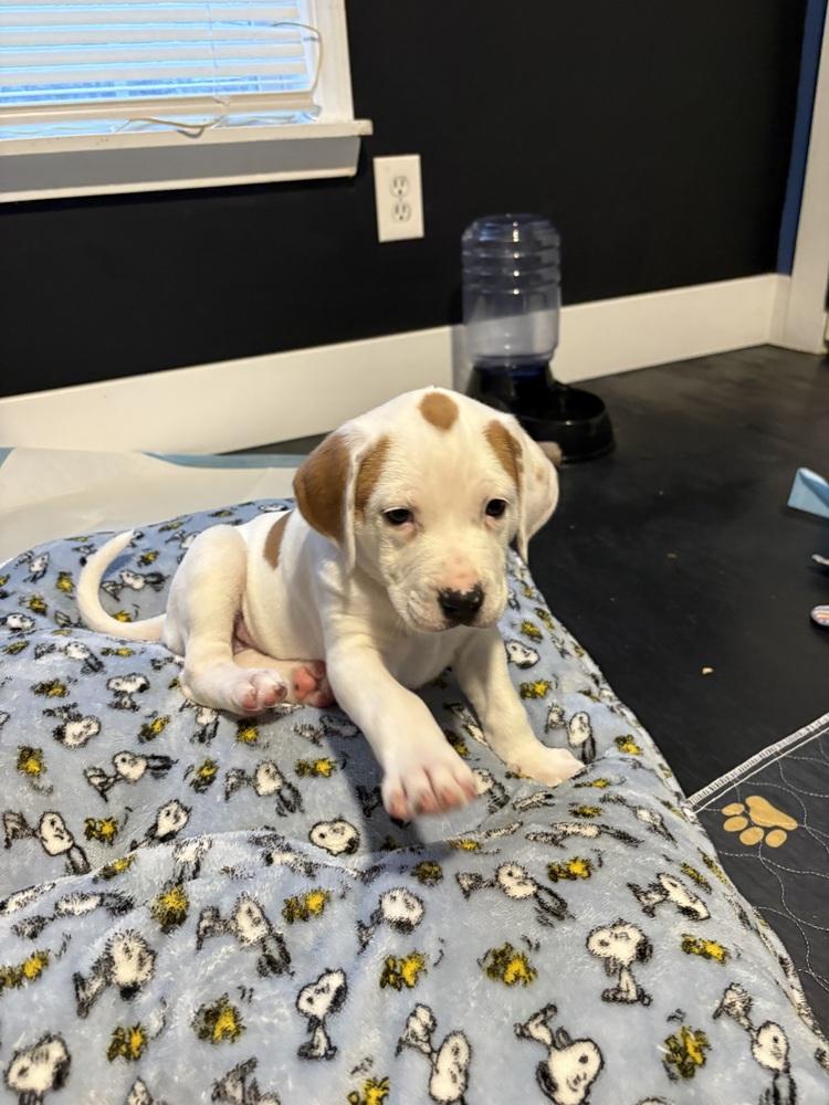 Ashley (Myra’s Mini’s 2026), a Adoptable mixed breed in Wenonah, NJ image 4/6