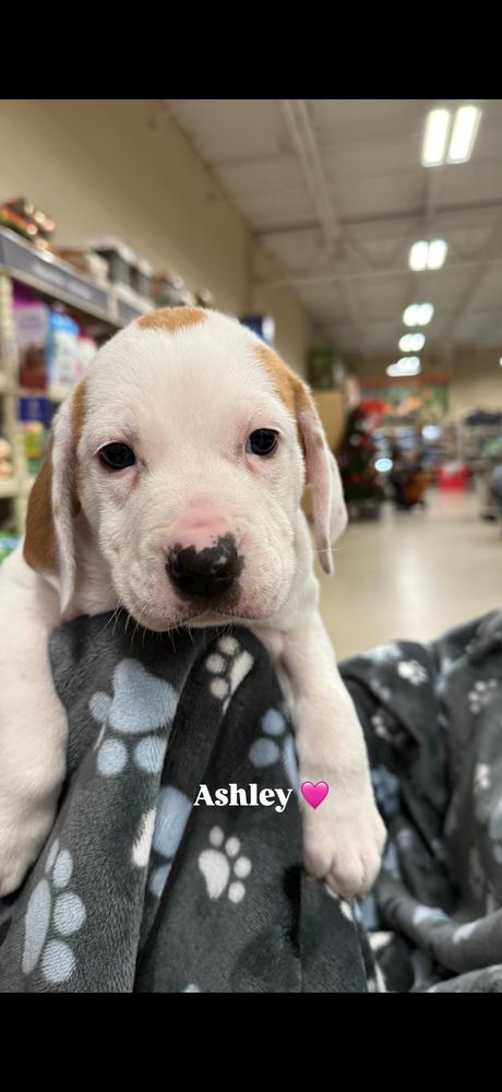 Ashley (Myra’s Mini’s 2026), a Adoptable mixed breed in Wenonah, NJ image 6/6