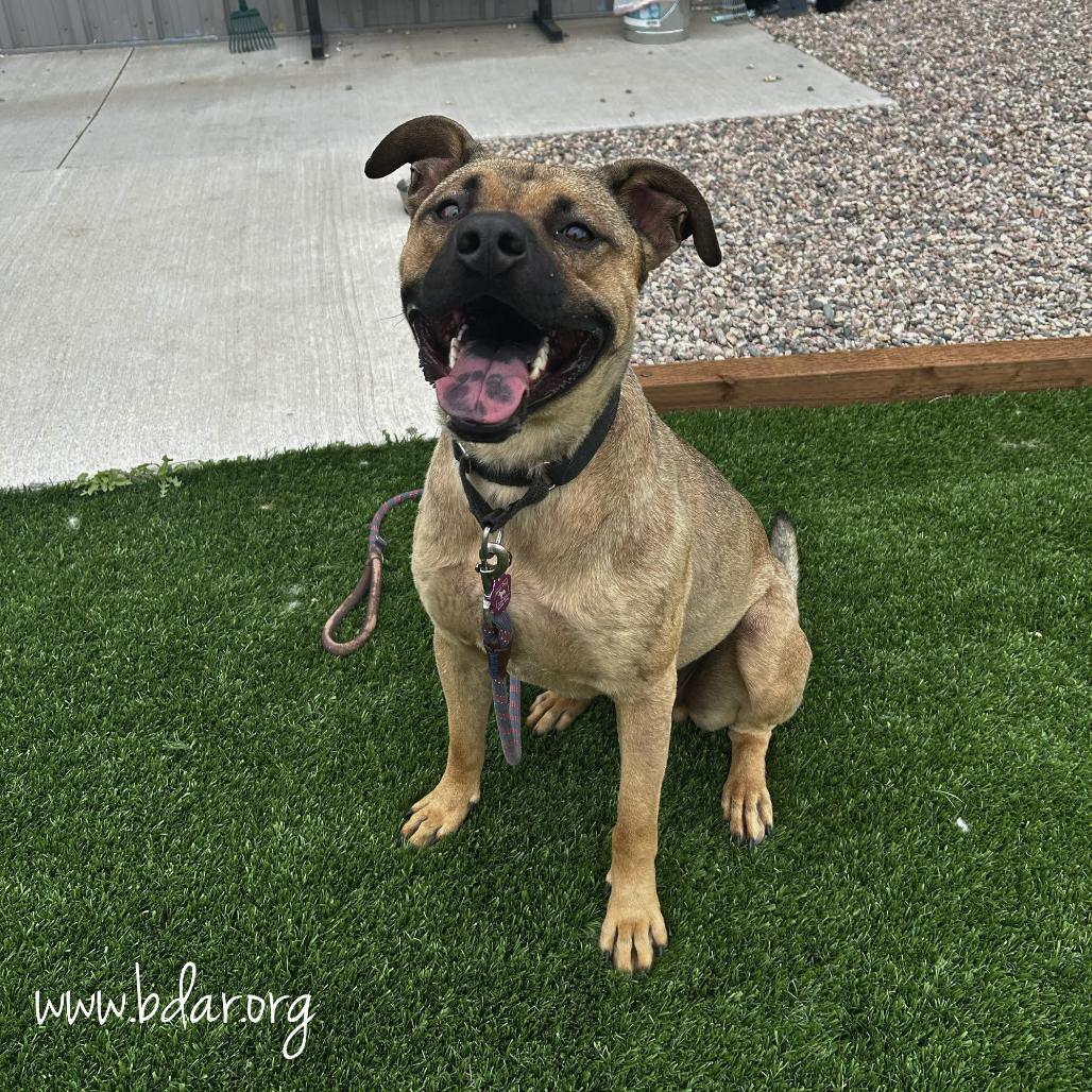 Dak, Adoptable, Adult Male Mixed Breed.