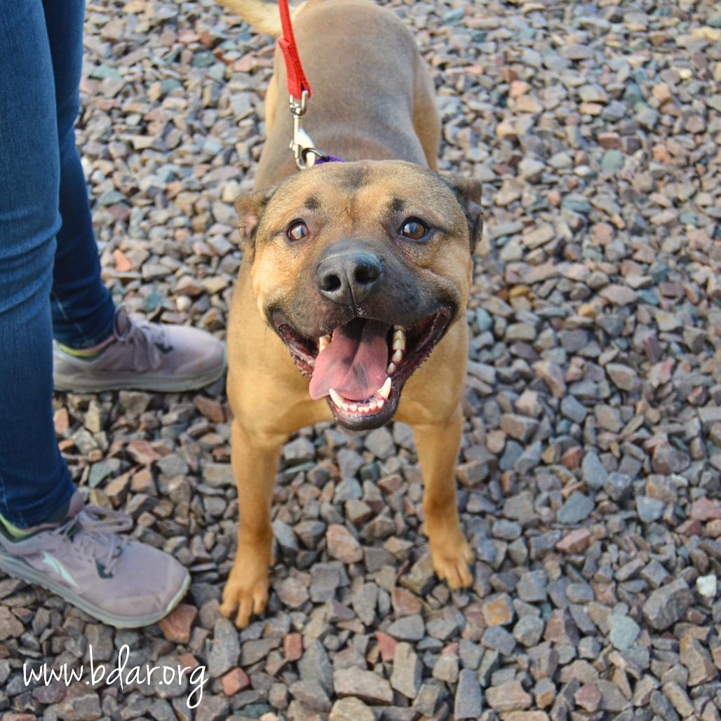 Dak, a Adoptable Mixed Breed in Cheyenne, WY image 2/6