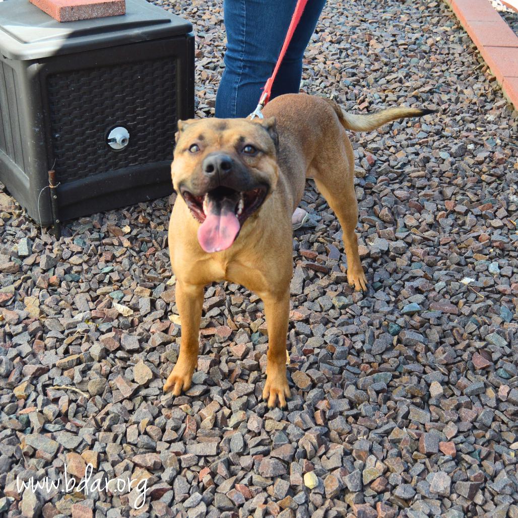 Dak, a Adoptable Mixed Breed in Cheyenne, WY image 3/6