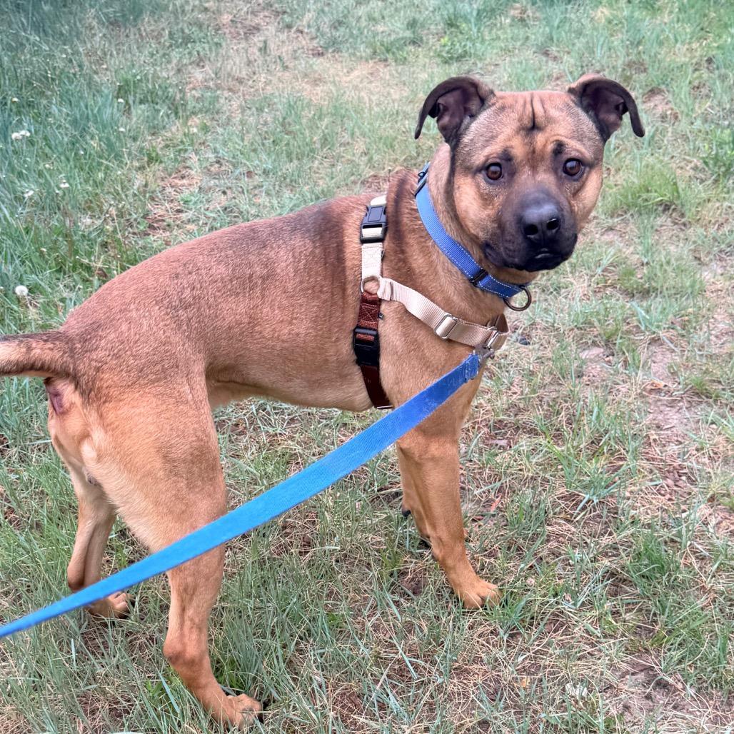 Dak, a Adoptable Mixed Breed in Cheyenne, WY image 4/6