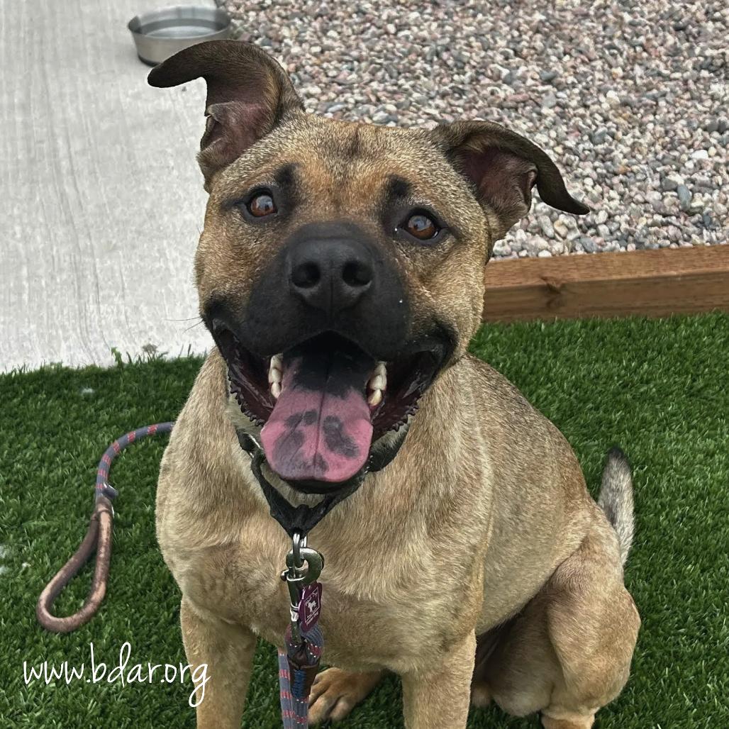 Dak, a Adoptable Mixed Breed in Cheyenne, WY image 5/6