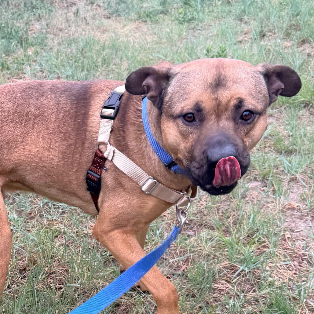 Dak, a Adoptable Mixed Breed in Cheyenne, WY image 6/6