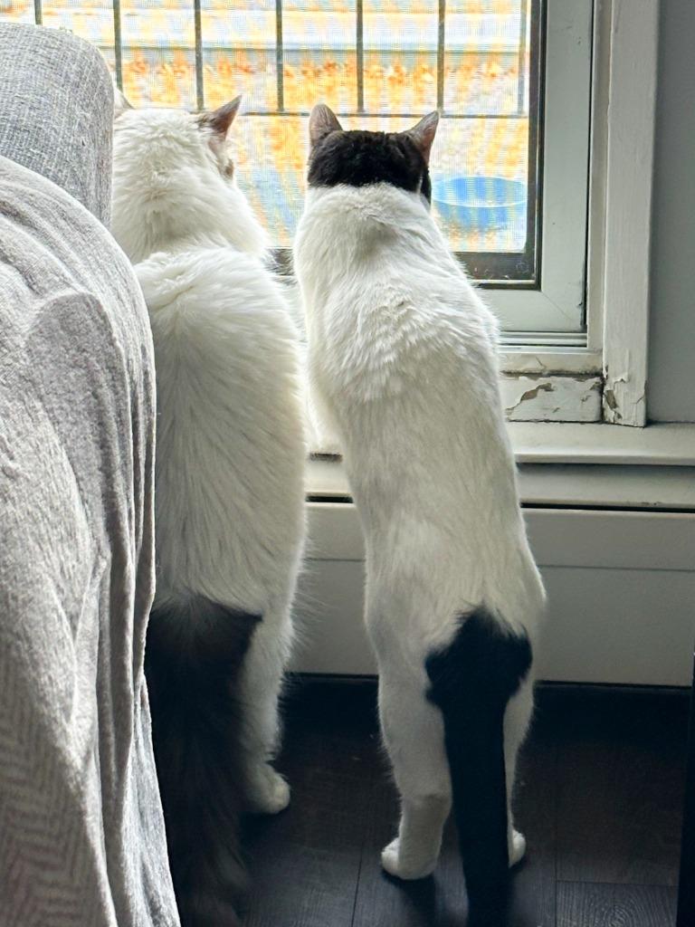 Enlarge Thelma / Louise, a Adoptable mixed breed in Calgary, AB image 1/2